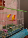 Love Bird Lutino With CAGE